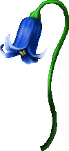 Fully Bloomed Bluebell portrait